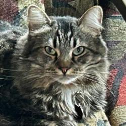 Lost Female Cat last seen Sierra Blvd and Chris , South Lake Tahoe, CA 96150
