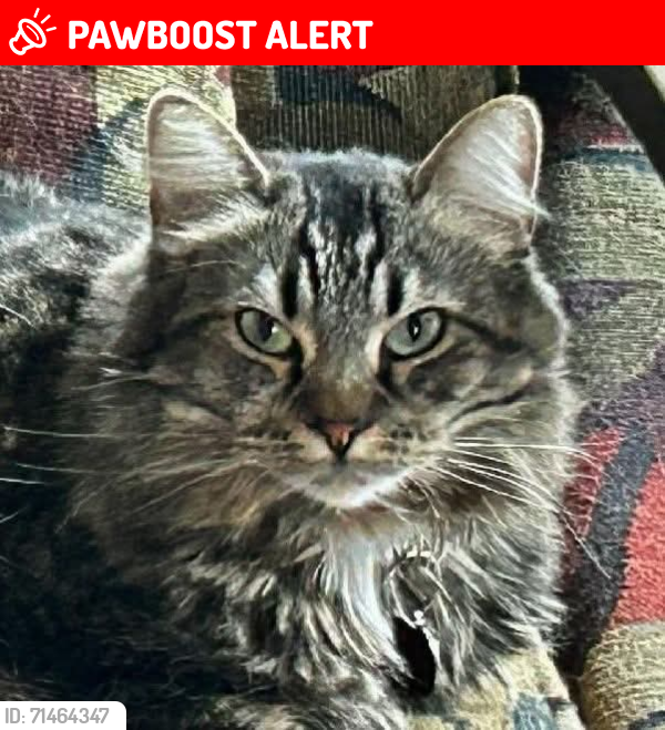 Lost Female Cat last seen Sierra Blvd and Chris , South Lake Tahoe, CA 96150