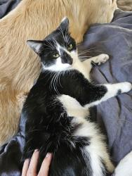Lost Male Cat last seen Stevely & Lanai/ Kildee, Long Beach, CA 90808