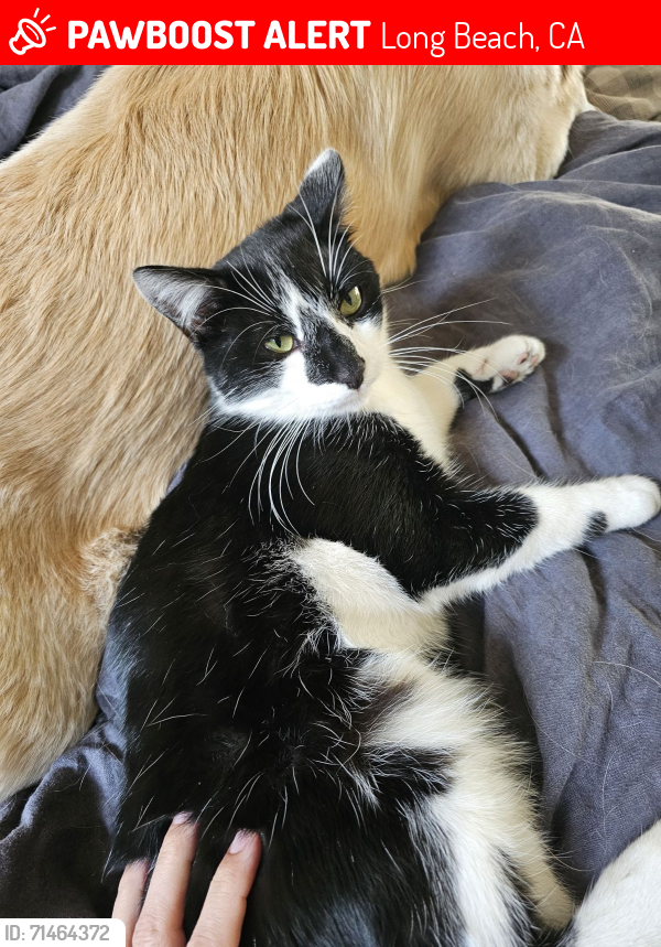 Lost Male Cat last seen Stevely & Lanai/ Kildee, Long Beach, CA 90808