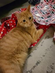 Lost Male Cat last seen Rosecrest and Prospero Lane, Herriman, UT, Herriman, UT 84096