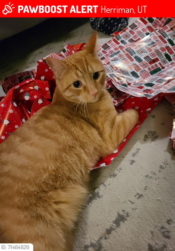 Lost Male Cat last seen Rosecrest and Prospero Lane, Herriman, UT, Herriman, UT 84096
