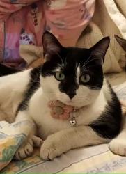 Lost Female Cat last seen Franklin Dr and Capp Rd, Edinboro, PA 16412