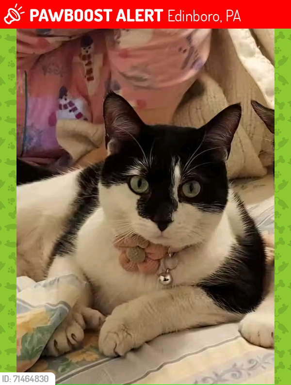 Lost Female Cat last seen Franklin Dr and Capp Rd, Edinboro, PA 16412