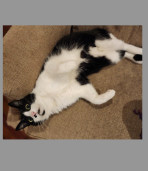 Lost Male Cat last seen Vineyard Lane and Electra Drive/Brandywine Rd, Cary, NC 27513