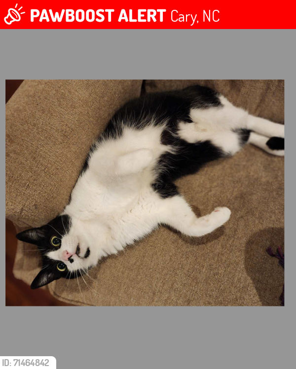 Lost Male Cat last seen Vineyard Lane and Electra Drive/Brandywine Rd, Cary, NC 27513