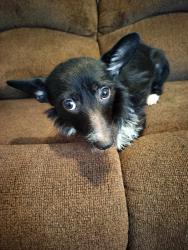 Lost Male Dog last seen LAMAR ROAD NEAR DANIEL FIELD / HIGHLAND ANIMAL hosp, Augusta, GA 30904