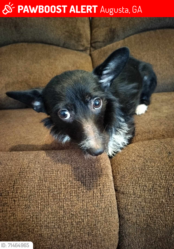 Lost Male Dog last seen LAMAR ROAD NEAR DANIEL FIELD / HIGHLAND ANIMAL hosp, Augusta, GA 30904