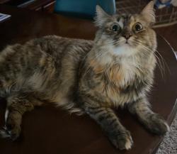 Lost Female Cat last seen Near Sandbourne West, Olive Branch, MS 38654