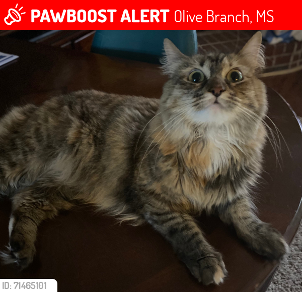 Lost Female Cat last seen Near Sandbourne West, Olive Branch, MS 38654