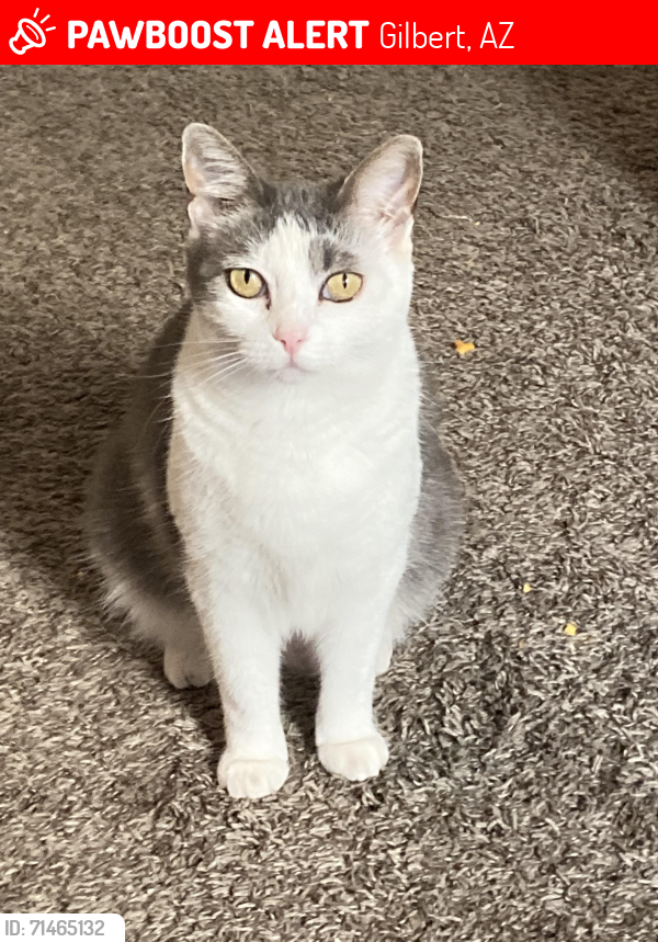Lost Female Cat last seen Higley road , Gilbert, AZ 85295
