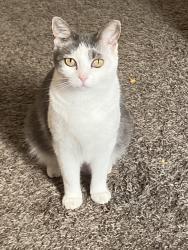 Lost Female Cat last seen Higley road , Gilbert, AZ 85295