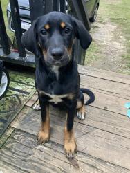 Lost Female Dog last seen Hwy 371, Conway, SC 29527