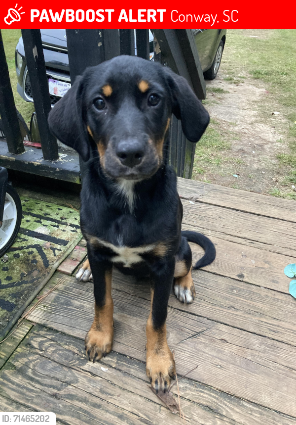 Lost Female Dog last seen Hwy 371, Conway, SC 29527