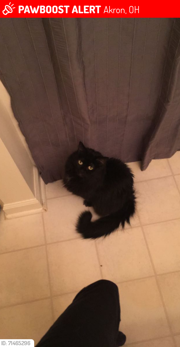 Lost Female Cat last seen Near Mount Vernon Avenue, Riverside, East Cuyahoga Falls Avenue, Lexington and Murray Avenue, Akron, OH 44310
