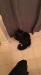 Lost Female Cat last seen Near Mount Vernon Avenue, Riverside, East Cuyahoga Falls Avenue, Lexington and Murray Avenue, Akron, OH 44310
