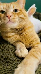 Lost Male Cat last seen Downtown Athol Idaho, Athol, ID 83801
