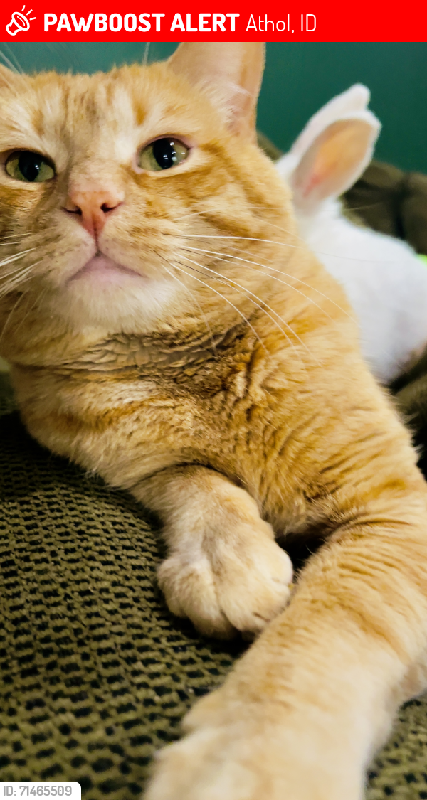 Lost Male Cat last seen Downtown Athol Idaho, Athol, ID 83801