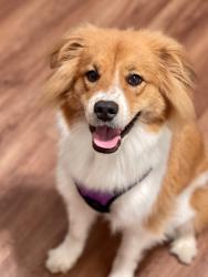Lost Female Dog last seen Lafayette @ Division St. in Bellevue, KY, Newport, KY 41071