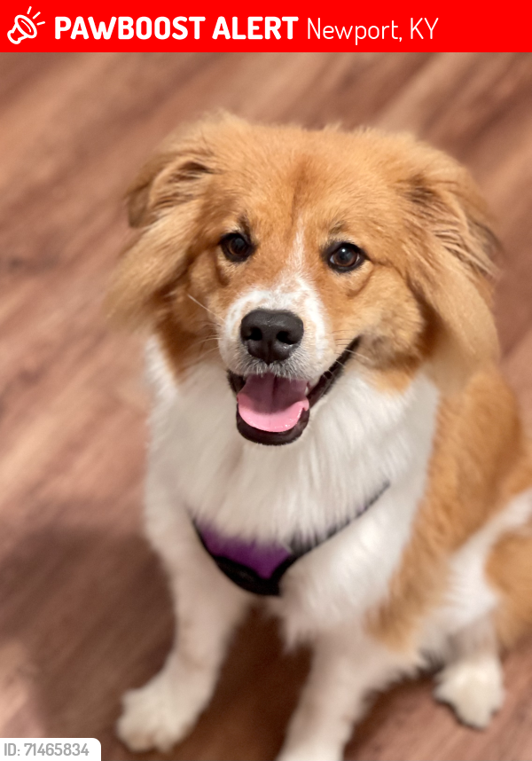 Lost Female Dog last seen Lafayette @ Division St. in Bellevue, KY, Newport, KY 41071