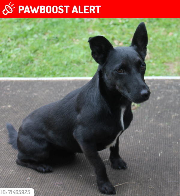 Lost Female Dog last seen Cherry Burton, Forty Acre Pitch, Abbey Dore, Herefordshire, Abbey Dore, England HR2 0AE