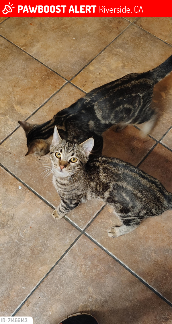 Riverside, CA Lost Male Cat, Kevin Saul Is Missing | PawBoost