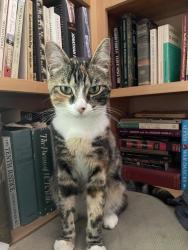 Lost Pets in Sammamish, WA - Find Missing Pets | PawBoost