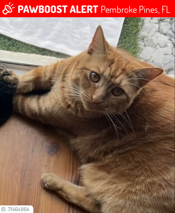 Lost Male Cat last seen Taft St and 92nd Ave, , Pembroke Pines, FL 33024