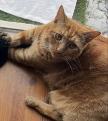 Lost Male Cat last seen Taft St and 92nd Ave, , Pembroke Pines, FL 33024