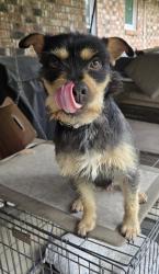 Found/Stray Male Dog last seen Mexican John Road and 1485, New Caney, TX 77357