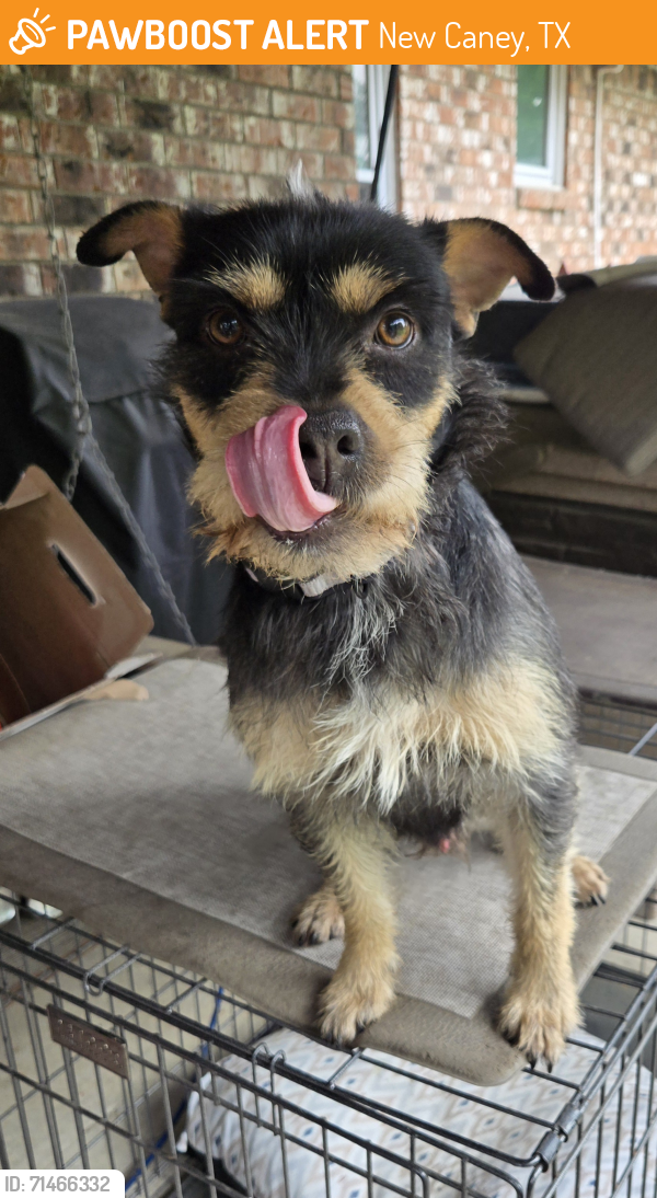 Found/Stray Male Dog last seen Mexican John Road and 1485, New Caney, TX 77357