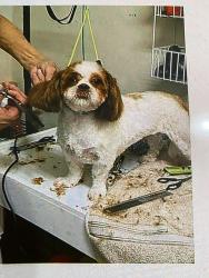 Lost Female Dog last seen Heather Dr & Hwy 182 Opelousas La. , Opelousas, LA 70570