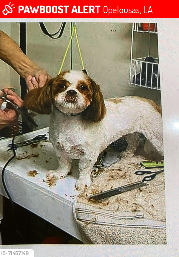 Lost Female Dog last seen Heather Dr & Hwy 182 Opelousas La. , Opelousas, LA 70570