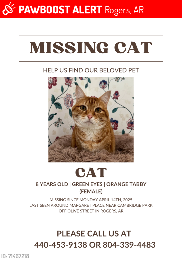 Lost Female Cat last seen N 37th St & W Margaret Pl, Rogers, AR 72756