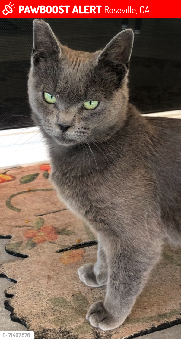 Lost Male Cat last seen across from Oakmont HS, Roseville, CA 95661
