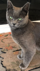 Lost Male Cat last seen across from Oakmont HS, Roseville, CA 95661