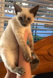 Lost Female Cat last seen Near and oak grove , Burleson, TX 76028