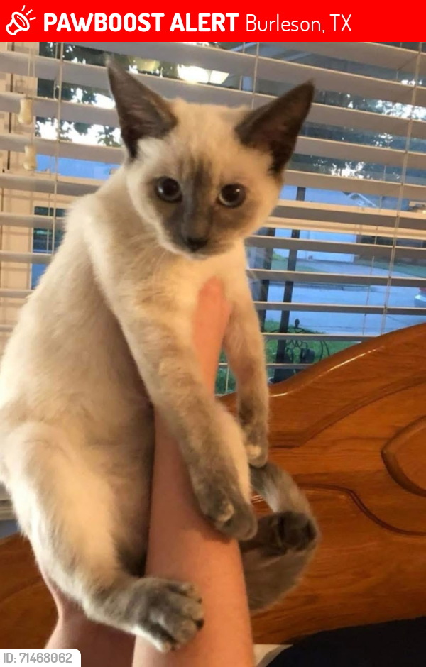 Lost Female Cat last seen Near and oak grove , Burleson, TX 76028