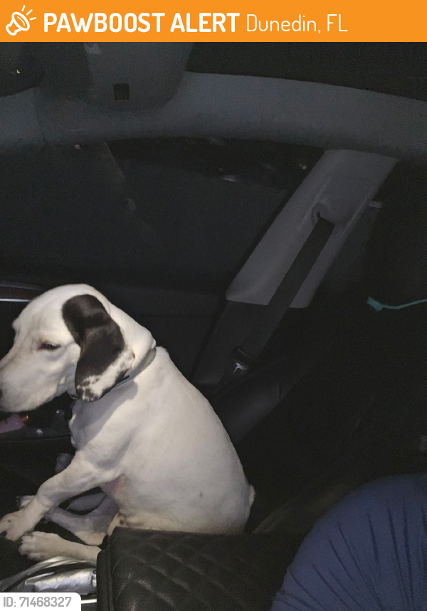 Found/Stray Male Dog last seen I dont know, Dunedin, FL 34698