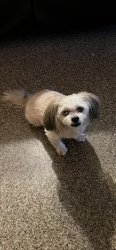 Lost Male Dog last seen Publix north miami , North Miami Beach, FL 33162