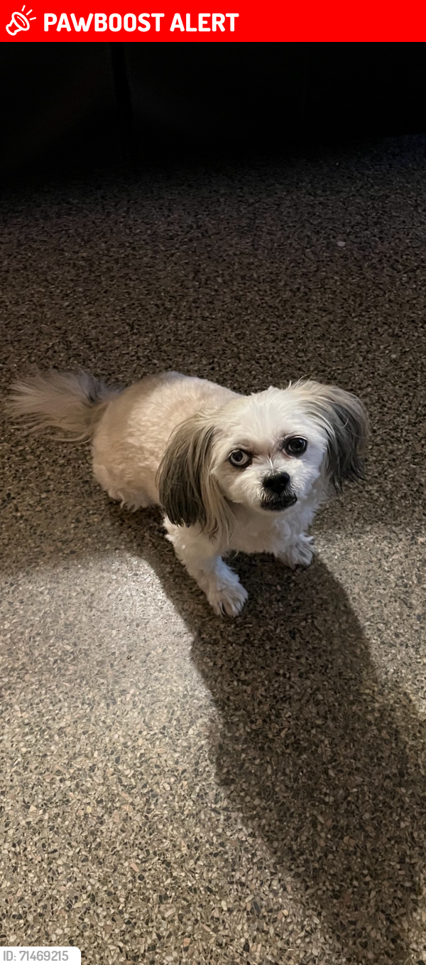 Lost Male Dog last seen Publix north miami , North Miami Beach, FL 33162