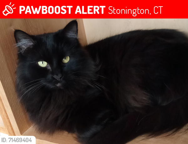 Lost Female Cat last seen River Rd Mystic CT, Stonington, CT 06355