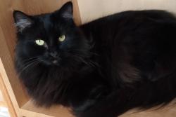 Lost Female Cat last seen River Rd Mystic CT, Stonington, CT 06355