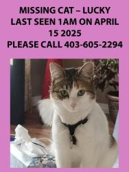 Lost Female Cat last seen Father scollen school, Calgary, AB T1Y
