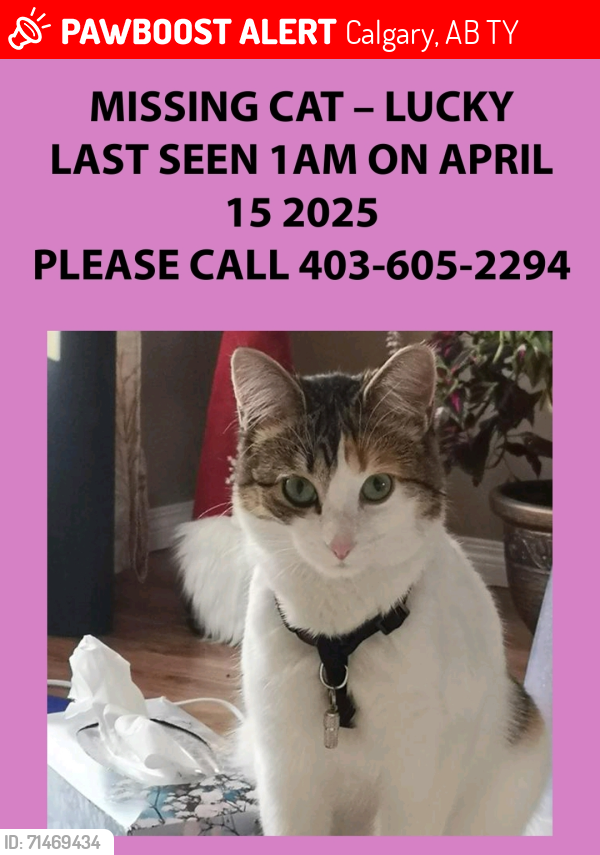 Lost Female Cat last seen Father scollen school, Calgary, AB T1Y