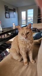 Lost Female Cat last seen Bradley's Crossing Subdivision, Peculiar, MO 64078