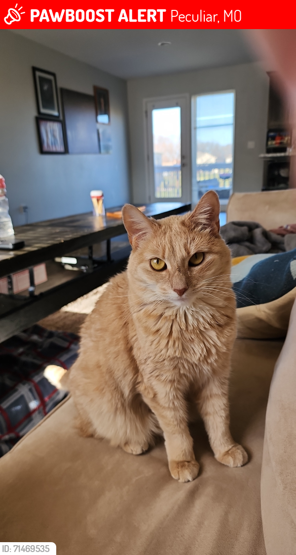 Lost Female Cat last seen Bradley's Crossing Subdivision, Peculiar, MO 64078