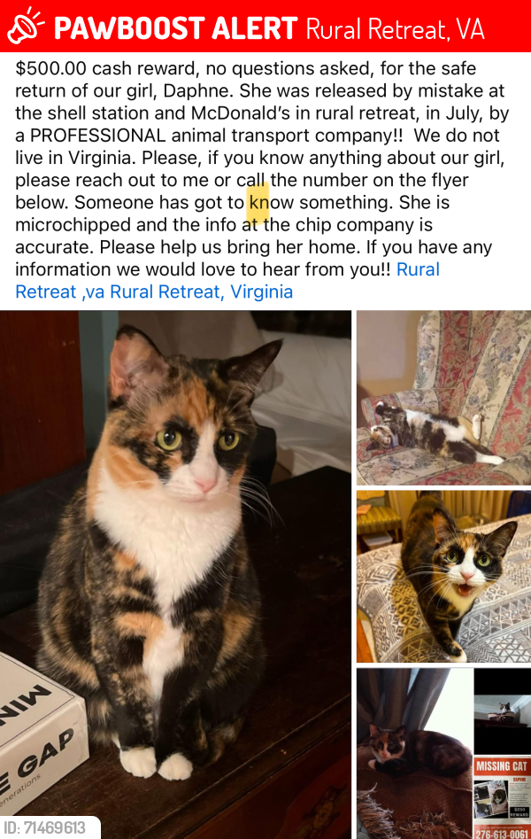Lost Female Cat last seen S gas station and mcdonslds, Rural Retreat, VA 24368