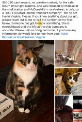Lost Female Cat last seen S gas station and mcdonslds, Rural Retreat, VA 24368