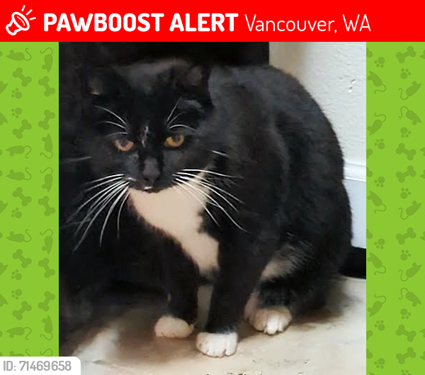 Lost Female Cat last seen Near Chinook Elementary, Clark County, WA 98685